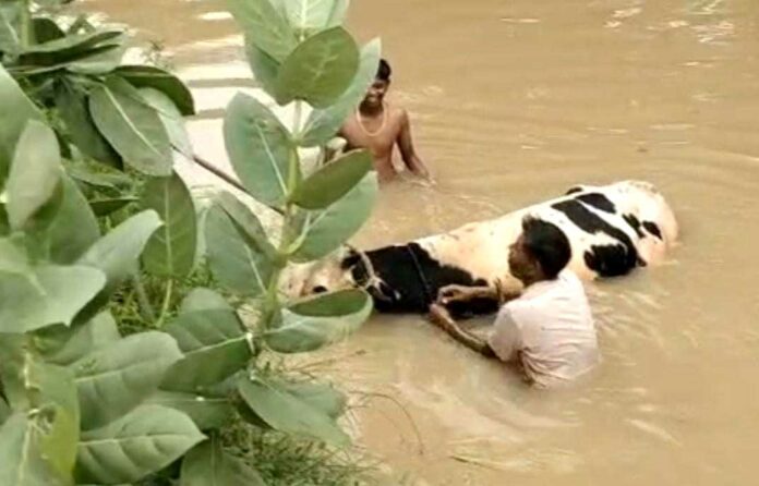 Animal Saved