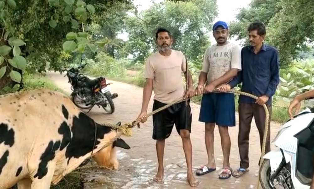 Animal Saved