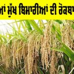 Paddy Diseases Prevention