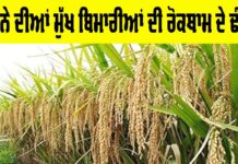 Paddy Diseases Prevention
