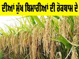 Paddy Diseases Prevention