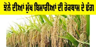 Paddy Diseases Prevention