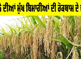 Paddy Diseases Prevention