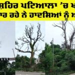 Patiala Tree Risk