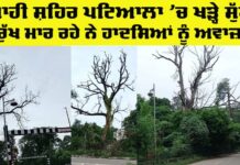 Patiala Tree Risk
