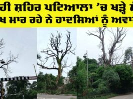 Patiala Tree Risk