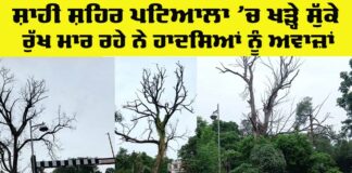 Patiala Tree Risk