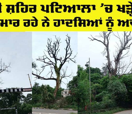 Patiala Tree Risk
