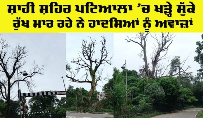 Patiala Tree Risk Patiala Tree Risk