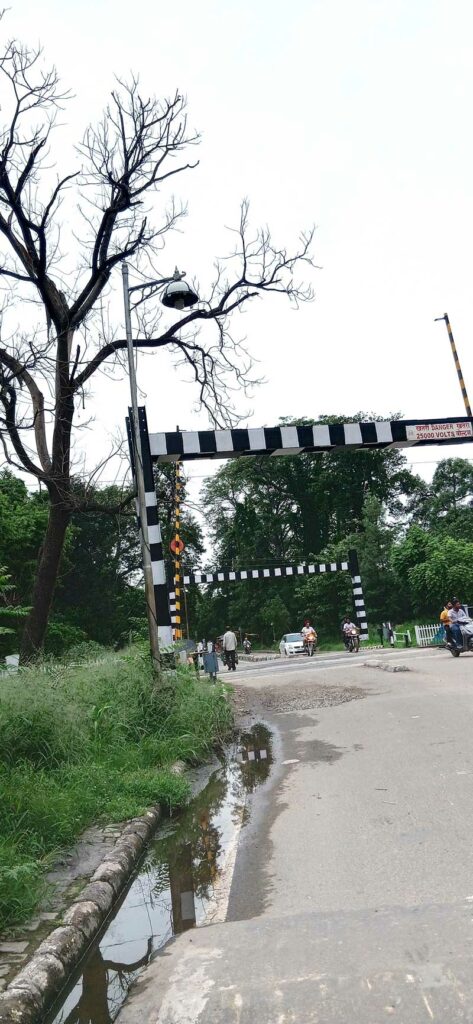 Patiala Tree Risk