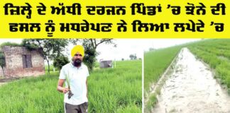 Punjab Agriculture News