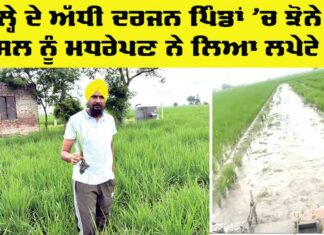 Punjab Agriculture News