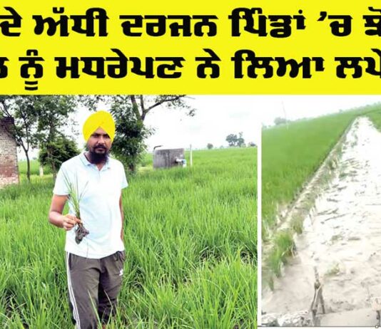 Punjab Agriculture News