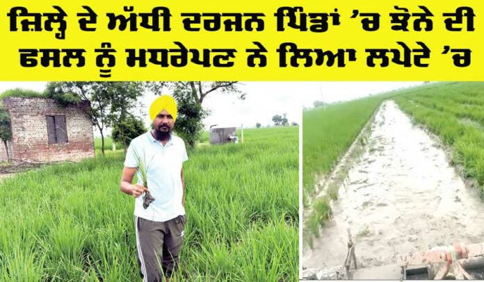 Punjab Agriculture News