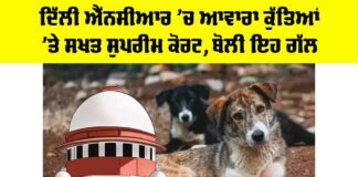 Supreme Court On Stray Dogs