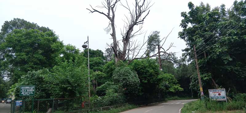 Patiala Tree Risk