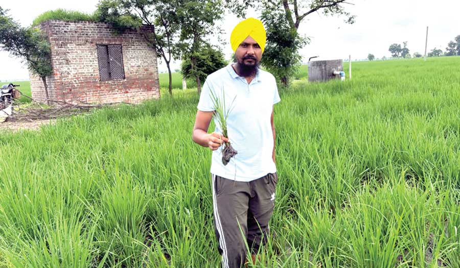 Punjab Agriculture News