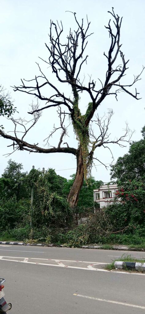 Patiala Tree Risk
