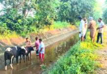 Animal Welfare