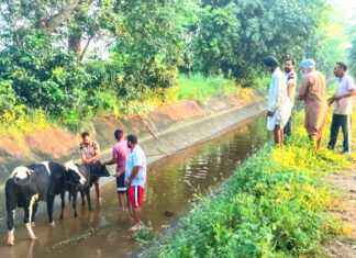 Animal Welfare