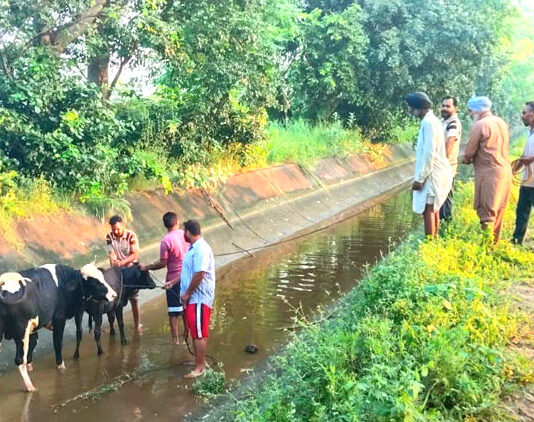 Animal Welfare