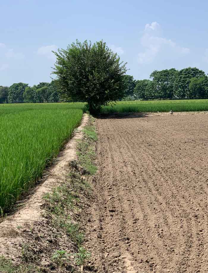 Punjab Agricultural Land