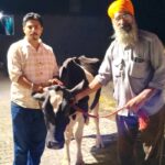 Animal Welfare: ਬੇਜ਼ੁਬਾਨ ਅਵਾਰਾ ਪਸ਼ੂਆਂ ਨੂੰ ਸਮਾਜ ਸੇਵੀਆਂ ਵੱਲੋਂ ਗਊਸ਼ਾਲਾ ਪਹੁੰਚਾਇਆ Animal-Welfare