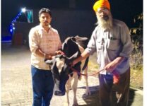 Animal Welfare: ਬੇਜ਼ੁਬਾਨ ਅਵਾਰਾ ਪਸ਼ੂਆਂ ਨੂੰ ਸਮਾਜ ਸੇਵੀਆਂ ਵੱਲੋਂ ਗਊਸ਼ਾਲਾ ਪਹੁੰਚਾਇਆ Animal-Welfare