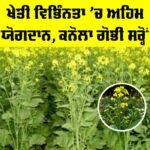 Canola Mustard Cultivation: ਖੇਤੀ ਵਿਭਿੰਨਤਾ ’ਚ ਅਹਿਮ ਯੋਗਦਾਨ, ਕਨੋਲਾ ਗੋਭੀ ਸਰ੍ਹੋਂ Canola Mustard Cultivation