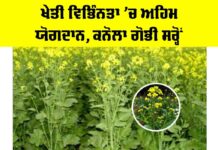 Canola Mustard Cultivation: ਖੇਤੀ ਵਿਭਿੰਨਤਾ ’ਚ ਅਹਿਮ ਯੋਗਦਾਨ, ਕਨੋਲਾ ਗੋਭੀ ਸਰ੍ਹੋਂ Canola Mustard Cultivation