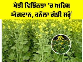 Canola Mustard Cultivation: ਖੇਤੀ ਵਿਭਿੰਨਤਾ ’ਚ ਅਹਿਮ ਯੋਗਦਾਨ, ਕਨੋਲਾ ਗੋਭੀ ਸਰ੍ਹੋਂ Canola Mustard Cultivation