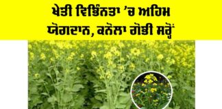 Canola Mustard Cultivation