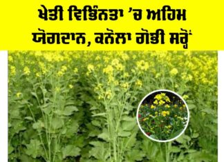 Canola Mustard Cultivation: ਖੇਤੀ ਵਿਭਿੰਨਤਾ ’ਚ ਅਹਿਮ ਯੋਗਦਾਨ, ਕਨੋਲਾ ਗੋਭੀ ਸਰ੍ਹੋਂ Canola Mustard Cultivation