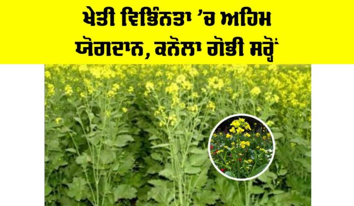 Canola Mustard Cultivation Canola Mustard Cultivation