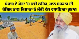 Crops of Punjab