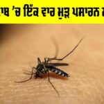 Dengue Cases In Punjab