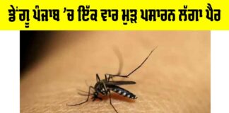 Dengue Cases In Punjab