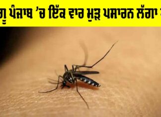 Dengue Cases In Punjab