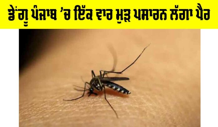 Dengue Cases In Punjab Dengue Cases In Punjab