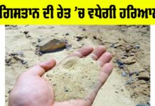 Desert Greenery Project