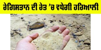 Desert Greenery Project