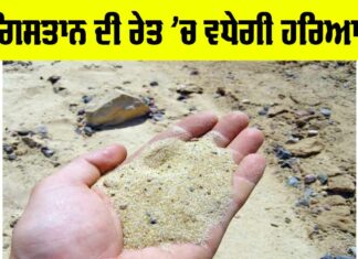 Desert Greenery Project