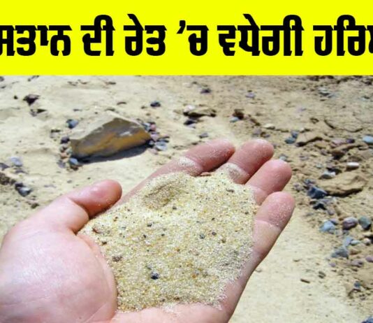 Desert Greenery Project