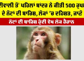 Diwali 2025: ਦੀਵਾਲੀ ਤੋਂ ਪਹਿਲਾਂ ਬਾਂਦਰ ਨੇ ਕੀਤੀ 500 ਰੁਪਏ ਦੇ ਨੋਟਾਂ ਦੀ ਬਾਰਿਸ਼, ਲੋਕਾਂ ਚ ਦਹਿਸ਼ਤ, ਜਾਣੋ Diwali 2025
