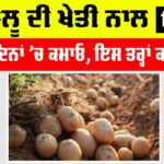 Grow Early Potatoes