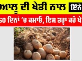 Grow Early Potatoes