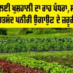 Healthy Vegetable Seedlings