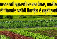 Healthy Vegetable Seedlings