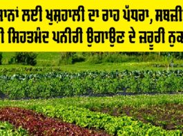 Healthy Vegetable Seedlings