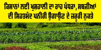 Healthy Vegetable Seedlings